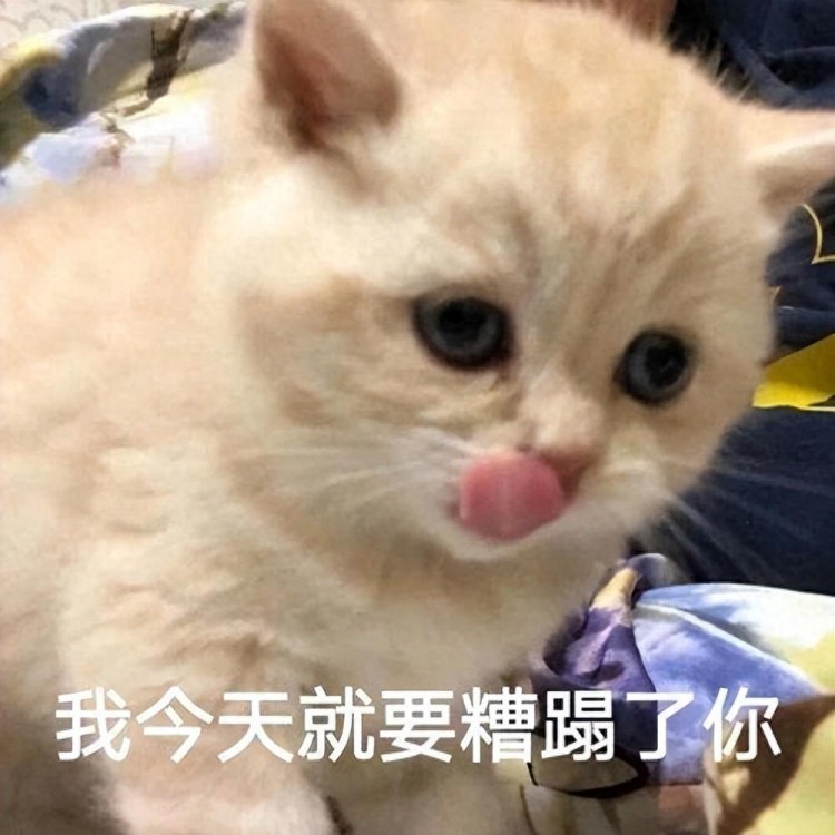 猫咪这些行为，常被误解，你也有过吗？