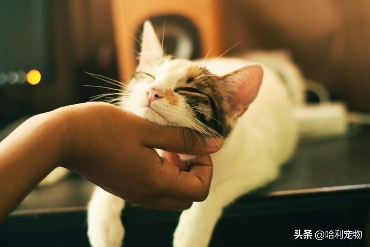 猫咪冷知识猫咪听得懂你说什么这些小细节表示主子其实认得你