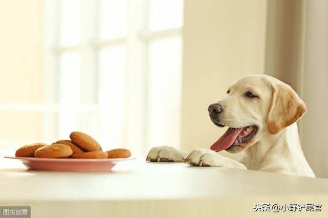 养宠饮食篇：毛孩子必须补充的5大类营养猫猫狗狗也要成长快乐