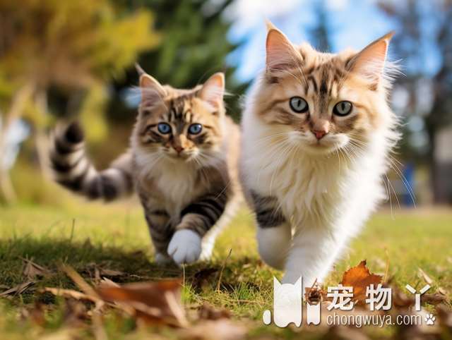 重庆柚子猫舍有卖英国短毛猫吗?