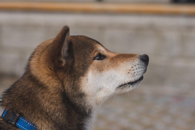 颜色不同的柴犬价钱也各不相同稀有的白柴反而便宜